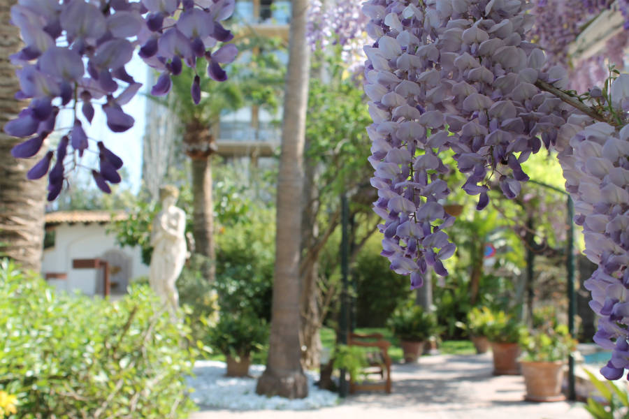 exotic gardens at hotel bahia de alcudia