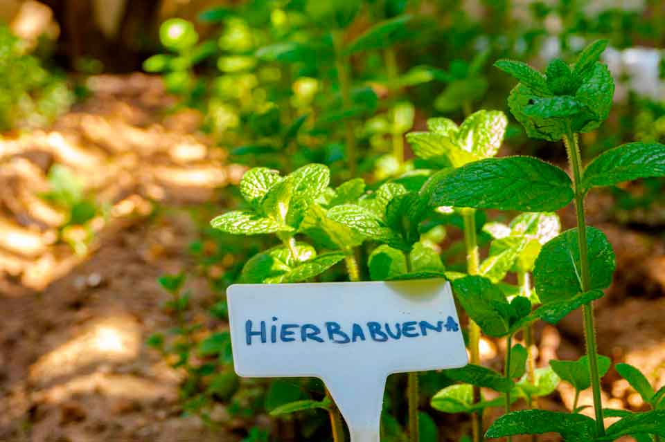 Nous pensons vert hotel bahia de alcudia pNous pensons vert hotel bahia de alcudia